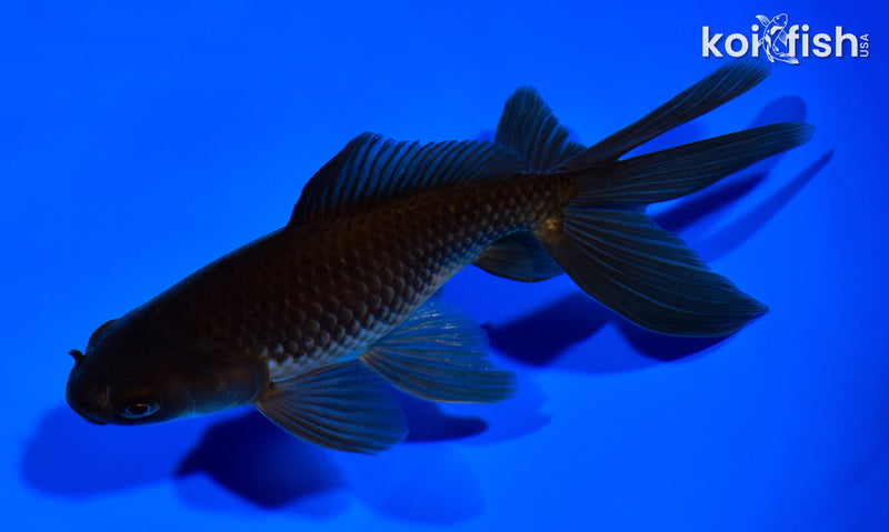 5.75" WATONAI GOLDFISH