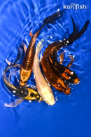 PACK OF (5) 5-5.25" BUTTERFLY KOI