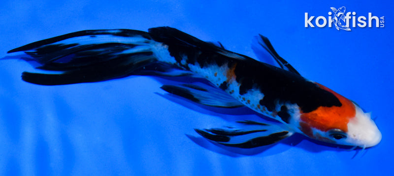 5.5" SANKE BUTTERFLY