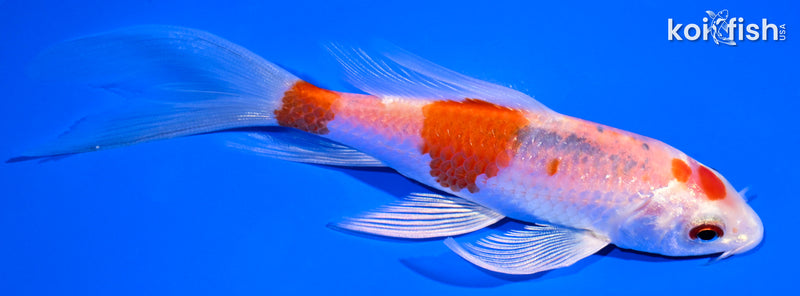 5" YAMATO NISHIKI BUTTERFLY