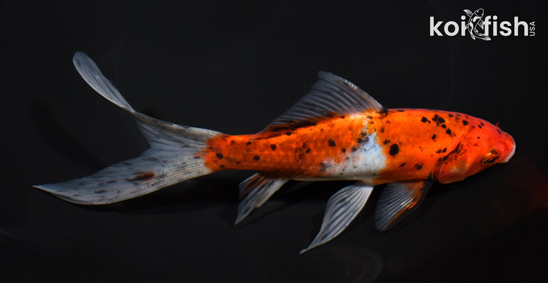 7.5" SHUBUNKIN GOLDFISH