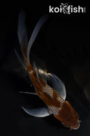 4.5" OCHIBA SHIGURE BUTTERFLY