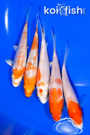 PACK OF (5) 4" STANDARD KOI