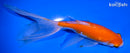 6" WATONAI GOLDFISH