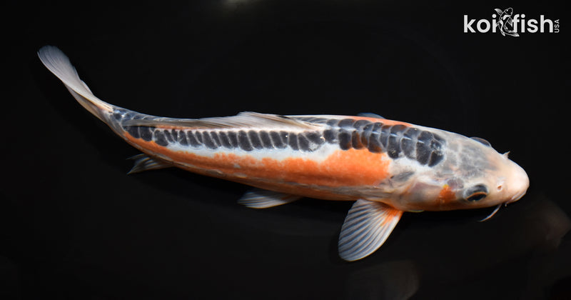 11.5" SHUSUI