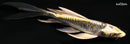 4.75" KIN KIKOKURYU BUTTERFLY