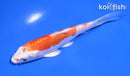 5" KIKUSUI