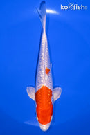 6.75" GINRIN HARIWAKE