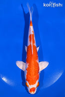 7.75" KUCHIBENI HARIWAKE