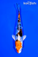 5.25" GINRIN YAMATO NISHIKI