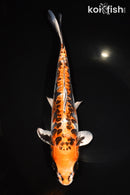 10.75" BENI KIKOKURYU