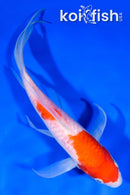 7.5" ARAGOKE NIDAN KOHAKU BUTTERFLY