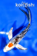 5" GINRIN MARUTEN YAMATO NISHIKI BUTTERFLY