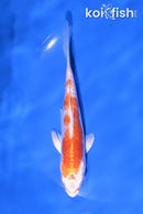 5" KIKUSUI