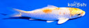 5.5" HARIWAKE