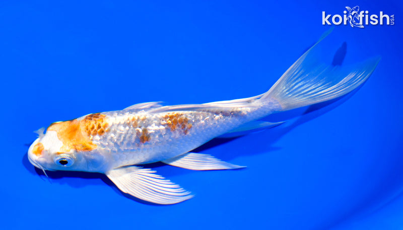 7.25" GINRIN YAMATO NISHIKI BUTTERFLY