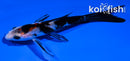 5" SHOWA BUTTERFLY