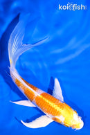 5.5" LEMON HARIWAKE BUTTERFLY