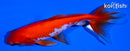 5" SARASA WAKIN GOLDFISH