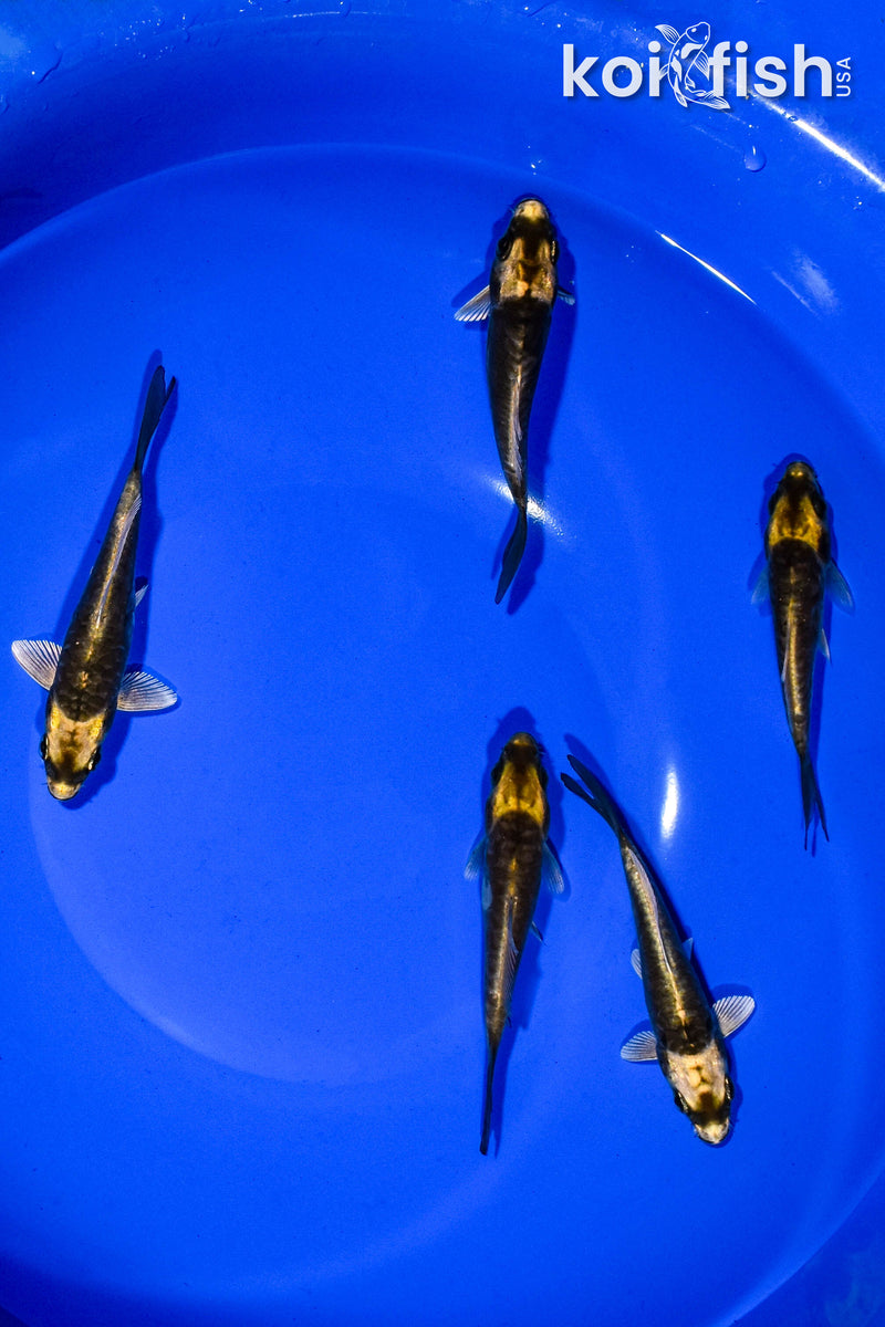 PACK OF (5) 3-4" KABUTO KOI