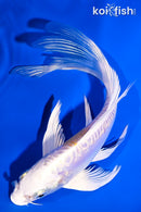 6.5" DOITSU LEMON HARIWAKE BUTTERFLY