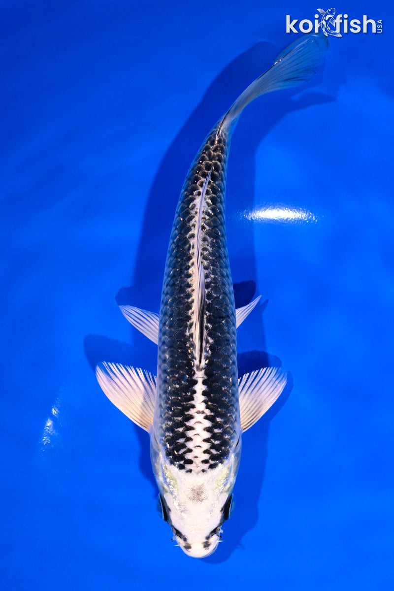 6.75" GIN MATSUBA