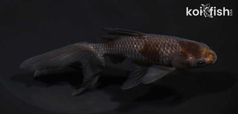 5.75" WAKIN GOLDFISH