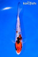 5" GINRIN SHOWA