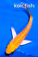 4.5" YAMABUKI OGON BUTTERFLY