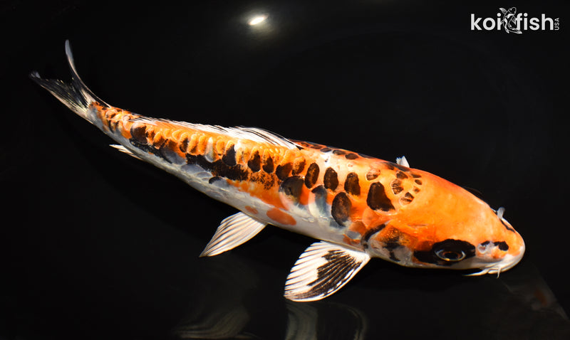 10.75" BENI KIKOKURYU