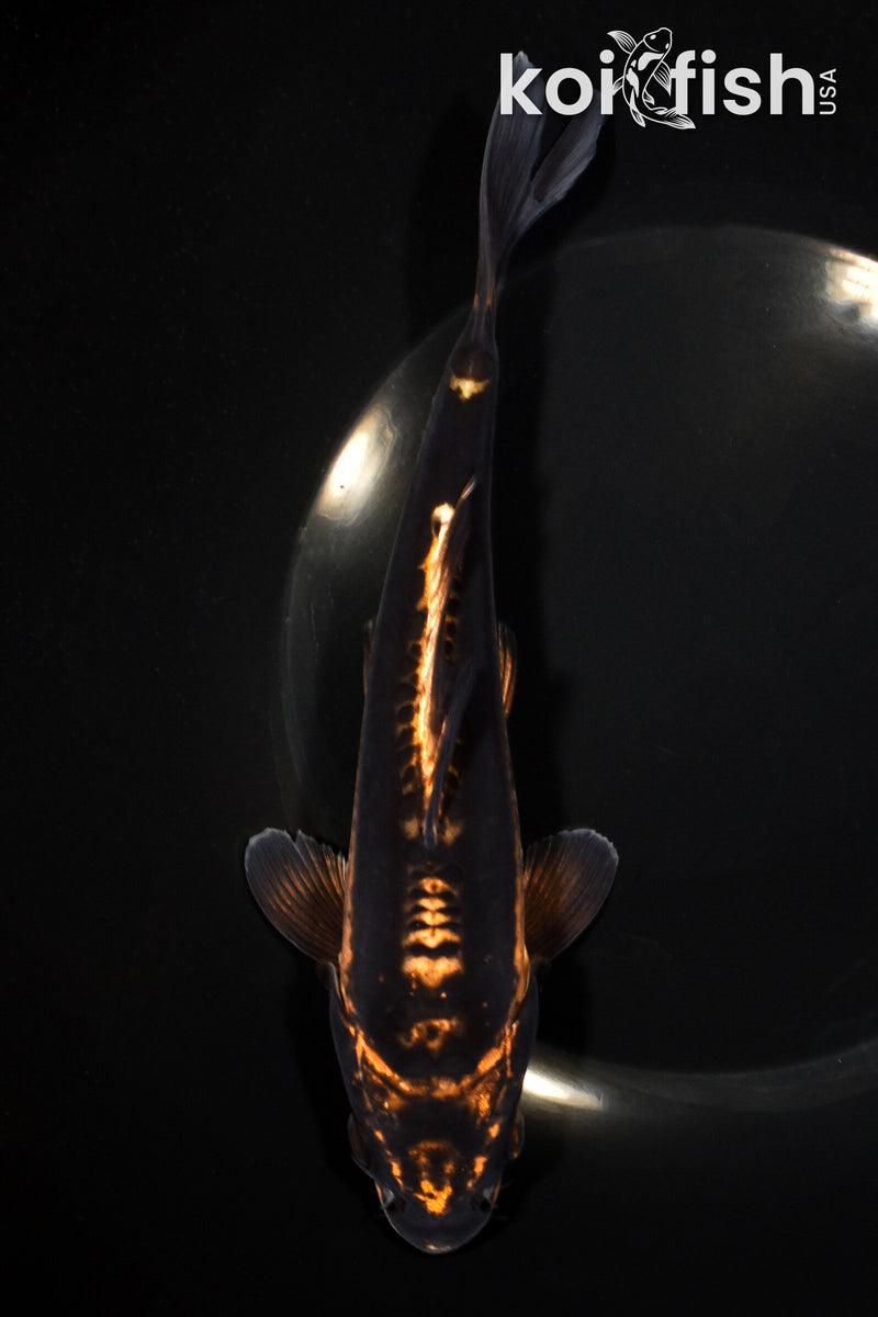 8.25" BENI KIKOKURYU
