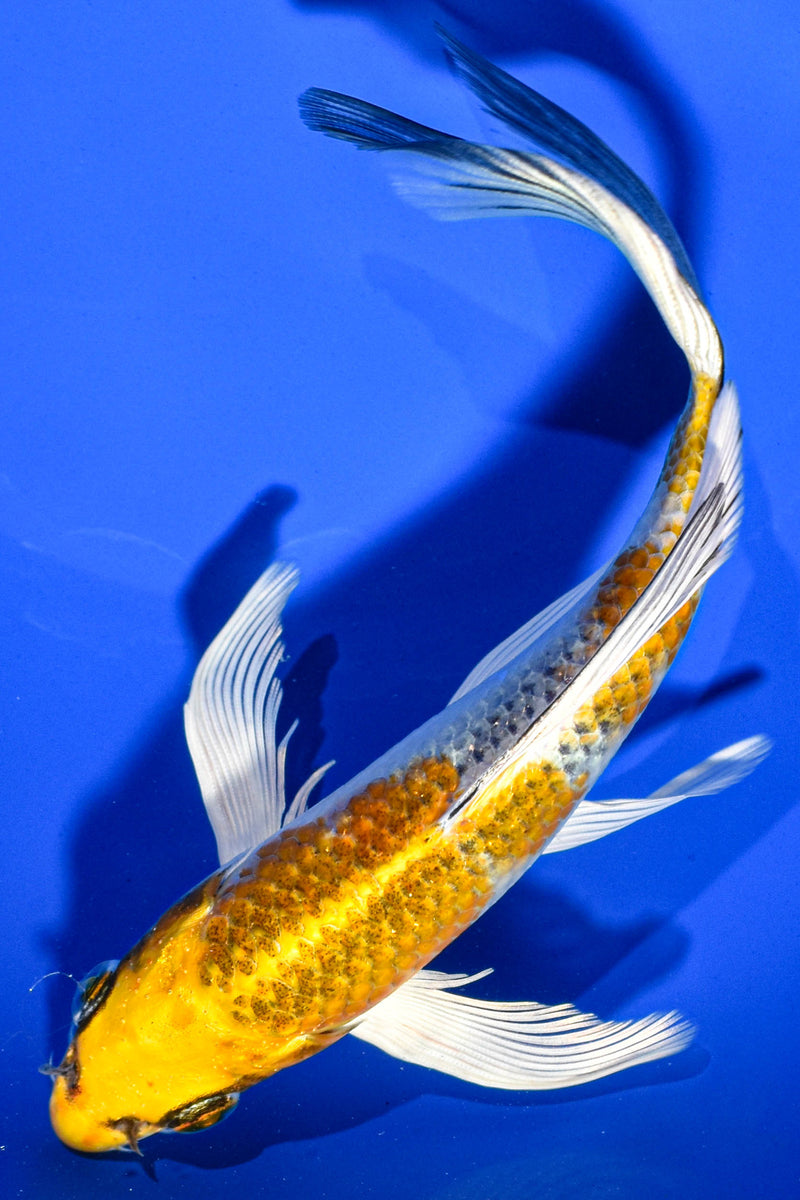 7" KUJAKU BUTTERFLY