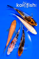 PACK OF (5) 3.75-4" MIXED STANDARD KOI