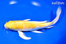 9.25" YAMABUKI OGON BUTTERFLY