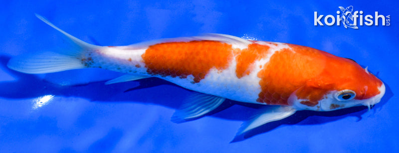6.5" KOHAKU