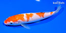 7.5" KOHAKU