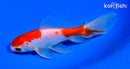 5.75" SARASA WATONAI GOLDFISH