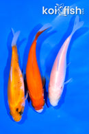 PACK OF (3) 4.5-5" COMET GOLDFISH