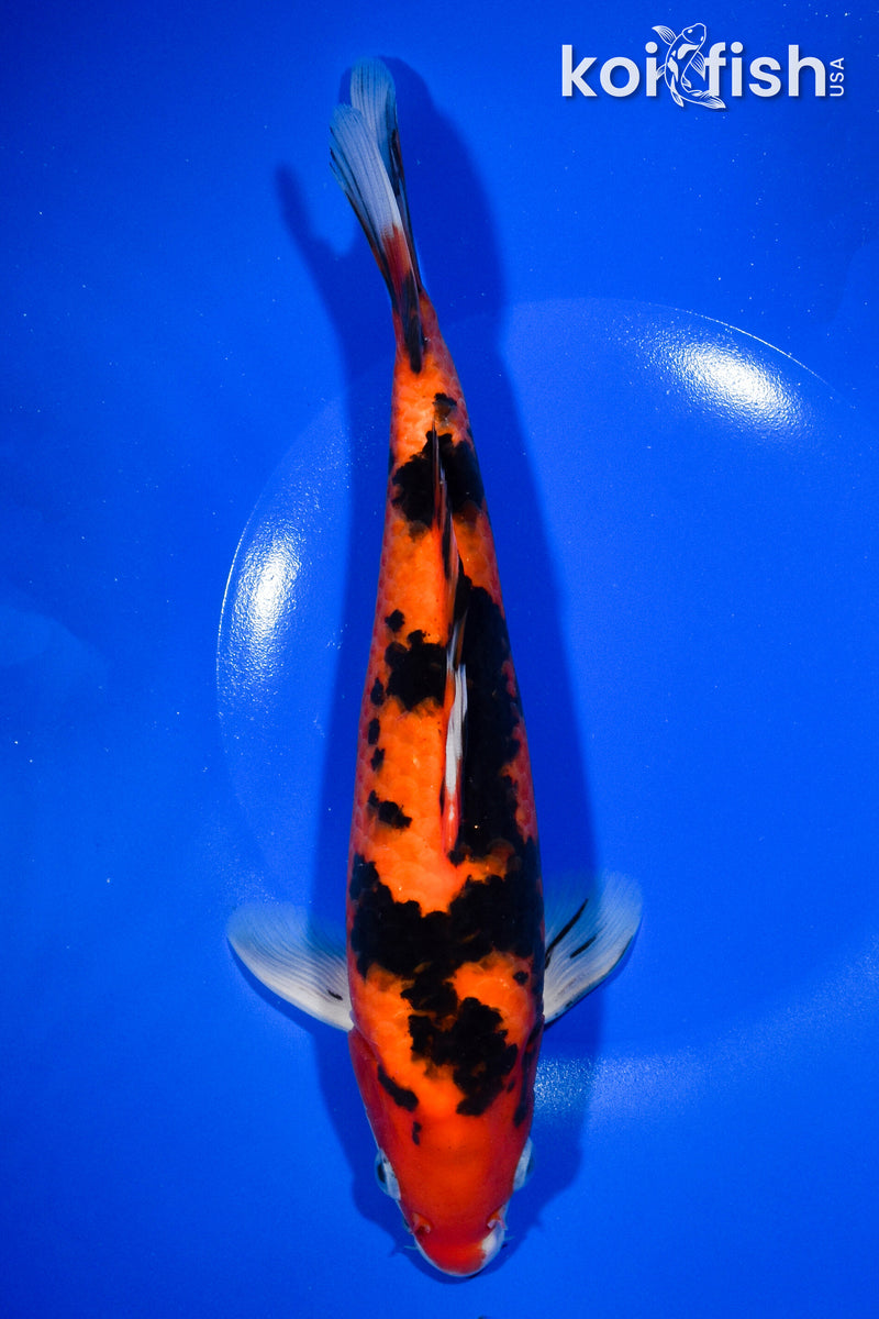 10" AKA SANKE