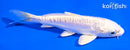 5" ARAGOKE PLATINUM OGON