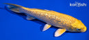 5.5" GINRIN YAMABUKI OGON