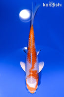 5.5" HARIWAKE