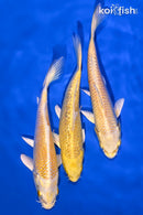 PACK OF (3) 5.5-6" YAMABUKI OGON STANDARD KOI