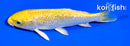 5" HARIWAKE