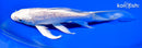 7.25" GINRIN PLATINUM OGON BUTTERFLY