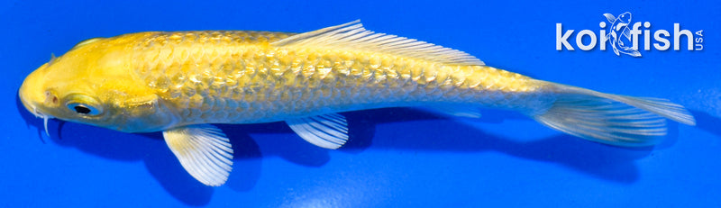 5" GINRIN YAMABUKI OGON