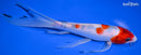 8.25" SANKE BUTTERFLY