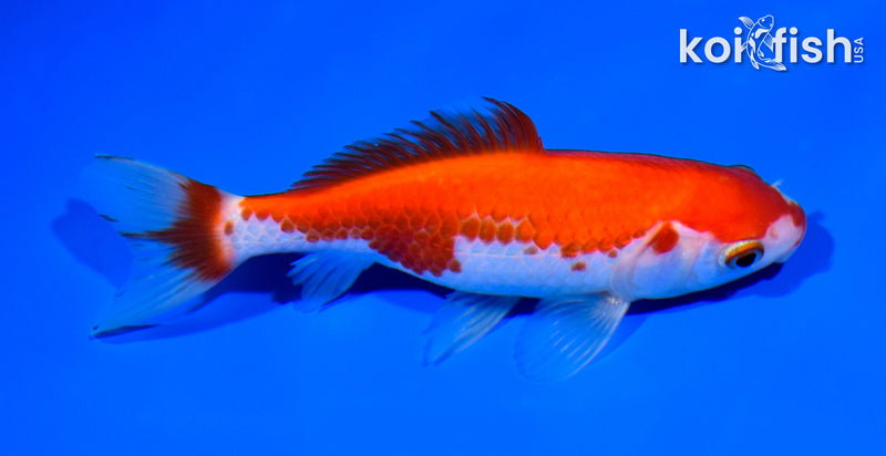 4.75" WAKIN GOLDFISH