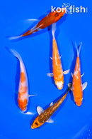 PACK OF (5) 4-4.75" STANDARD KOI