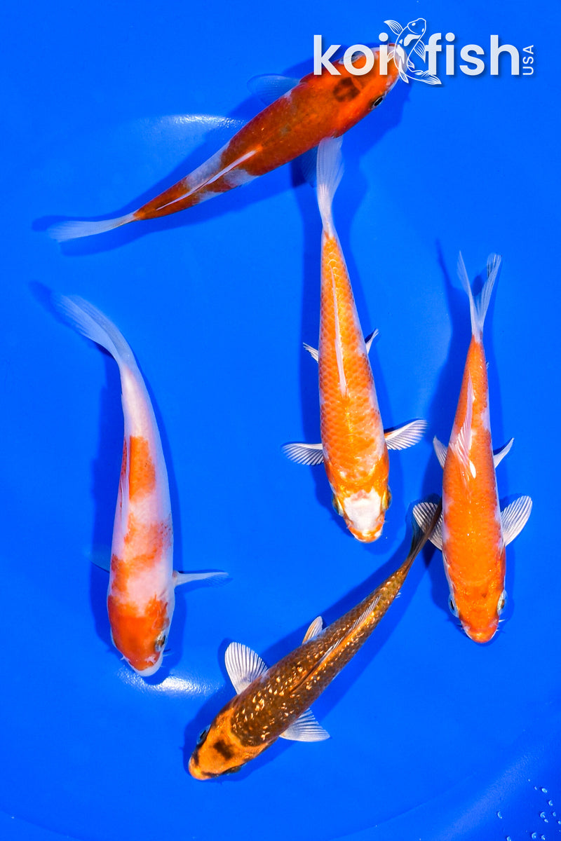 PACK OF (5) 4-4.75" STANDARD KOI